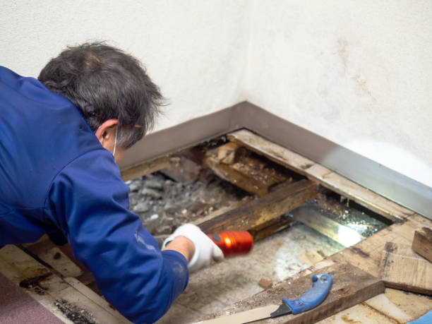 Best Mold Remediation for Specific Building Types in Willacoochee, GA