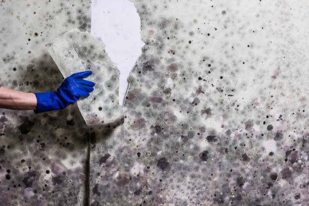 Best Health and Safety Mold Remediation in Willacoochee, GA