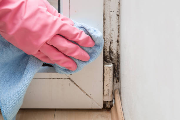 Professional Mold Remediation in Willacoochee, GA